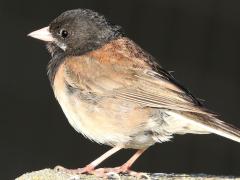 (Dark-eyed Junco) Oregon male (Dark-eyed Junco) Oregon male