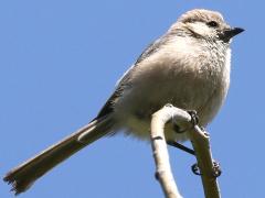 (Bushtit) male perching (Bushtit) male perching