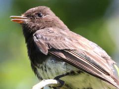 (Black Phoebe) calls (Black Phoebe) calls