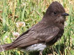 (Black Phoebe) standing (Black Phoebe) standing