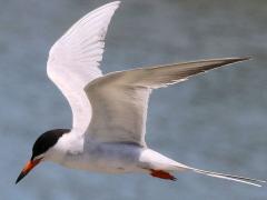 (Forster's Tern) flight (Forster's Tern) flight