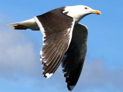 (Great Black-backed Gull) flying downstroke (Great Black-backed Gull) flying downstroke