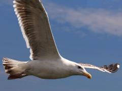 (Great Black-backed Gull) juvenile glides (Great Black-backed Gull) juvenile glides