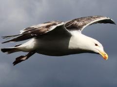 (Great Black-backed Gull) juvenile hovering (Great Black-backed Gull) juvenile hovering