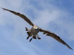 (Great Black-backed Gull) juvenile landing (Great Black-backed Gull) juvenile landing