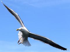 (Great Black-backed Gull) landing (Great Black-backed Gull) landing