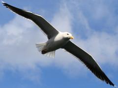 (Great Black-backed Gull) soaring (Great Black-backed Gull) soaring