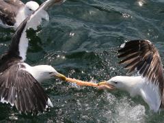 (Great Black-backed Gull) squabbling (Great Black-backed Gull) squabbling