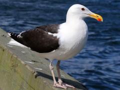 (Great Black-backed Gull) standing (Great Black-backed Gull) standing