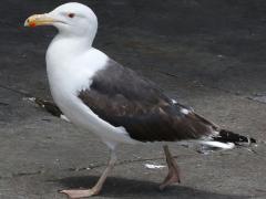 (Great Black-backed Gull) walking (Great Black-backed Gull) walking