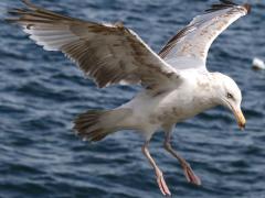 (American Herring Gull) juvenile landing (American Herring Gull) juvenile landing