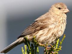 (House Finch) female perching (House Finch) female perching