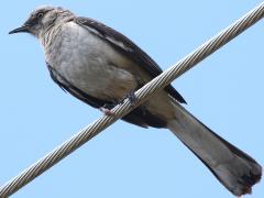 (Northern Mockingbird) perching (Northern Mockingbird) perching