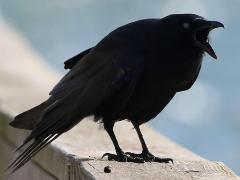 (Fish Crow) crowing (Fish Crow) crowing