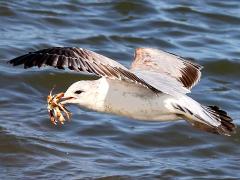 (Ring-billed Gull) juvenile snatches crab (Ring-billed Gull) juvenile snatches crab