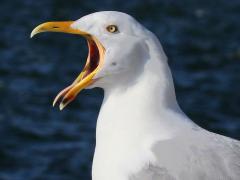 (American Herring Gull) calling (American Herring Gull) calling