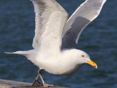(American Herring Gull) flaps (American Herring Gull) flaps