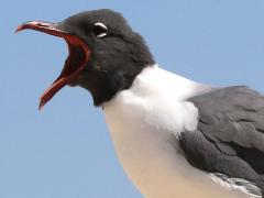 (Laughing Gull) calling (Laughing Gull) calling