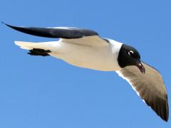 (Laughing Gull) flapping (Laughing Gull) flapping