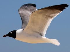 (Laughing Gull) flying (Laughing Gull) flying
