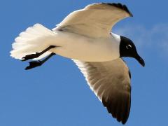 (Laughing Gull) gliding (Laughing Gull) gliding