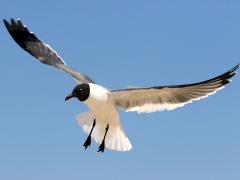 (Laughing Gull) landing (Laughing Gull) landing