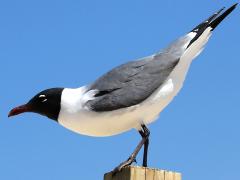(Laughing Gull) standing (Laughing Gull) standing