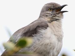(Northern Mockingbird) singing (Northern Mockingbird) singing