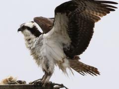 (Osprey) nest (Osprey) nest