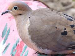 (Mourning Dove) perching (Mourning Dove) perching