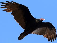 (Turkey Vulture) circles (Turkey Vulture) circles