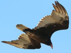 (Turkey Vulture) soaring (Turkey Vulture) soaring