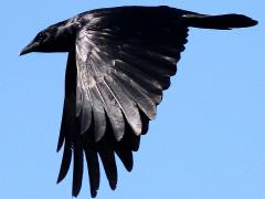 (Fish Crow) flying downstroke (Fish Crow) flying downstroke