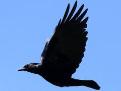 (Fish Crow) flying upstroke (Fish Crow) flying upstroke