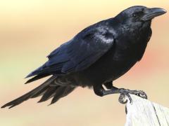 (Fish Crow) perching (Fish Crow) perching