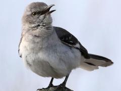 (Northern Mockingbird) singing (Northern Mockingbird) singing