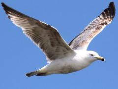 (American Herring Gull) juvenile gliding (American Herring Gull) juvenile gliding