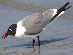 (Laughing Gull) drinking seawater (Laughing Gull) drinking seawater