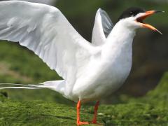 (Forster's Tern) cries (Forster's Tern) cries