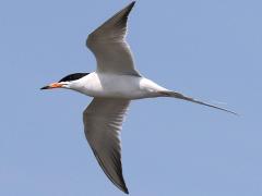 (Forster's Tern) flies (Forster's Tern) flies
