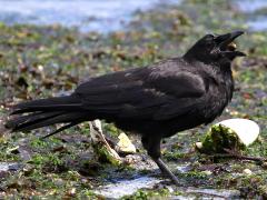 (American Crow) feeding (American Crow) feeding