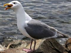 () feeding on Glaucous-winged Gull () feeding on Glaucous-winged Gull