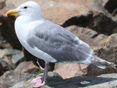 (Glaucous-winged Gull) standing (Glaucous-winged Gull) standing