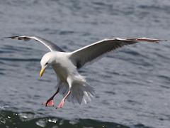 (Western Gull) lands (Western Gull) lands