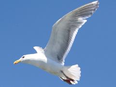 (Glaucous-winged Gull) flapping (Glaucous-winged Gull) flapping
