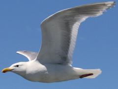 (Glaucous-winged Gull) flies (Glaucous-winged Gull) flies