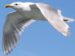 (Glaucous-winged Gull) flying downstroke (Glaucous-winged Gull) flying downstroke