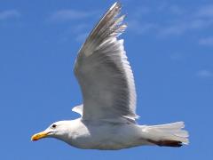 (Glaucous-winged Gull) flying upstroke (Glaucous-winged Gull) flying upstroke