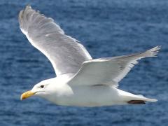 (Glaucous-winged Gull) glides (Glaucous-winged Gull) glides