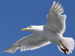 (Glaucous-winged Gull) hovers (Glaucous-winged Gull) hovers